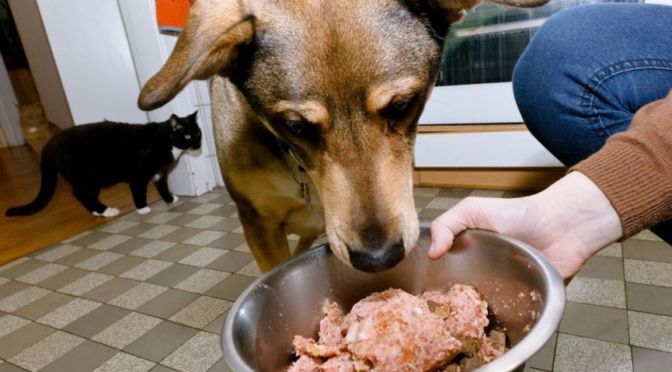 alimentos crudos o piensos para perros