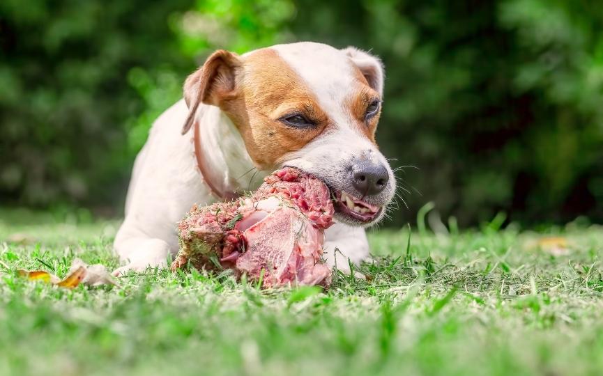 dieta cruda para perros