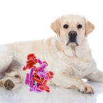 MICROBIOTA PERROS