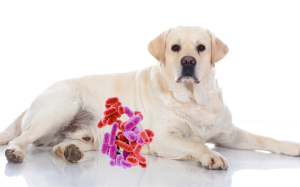 MICROBIOTA PERROS