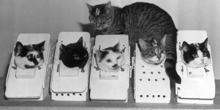 astrogatos