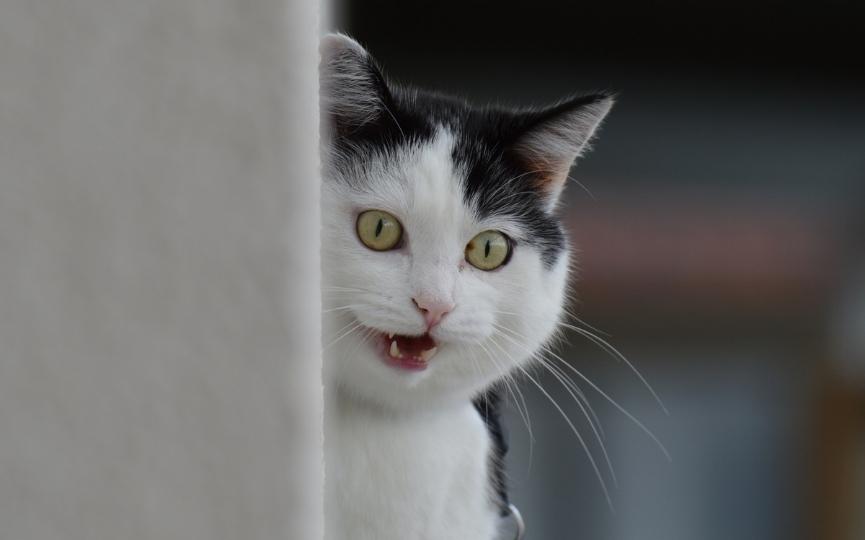 Por qué se celebra el Día del Gato