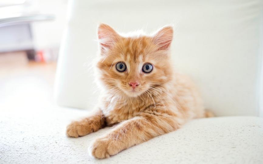Cuándo es el Día del Gato