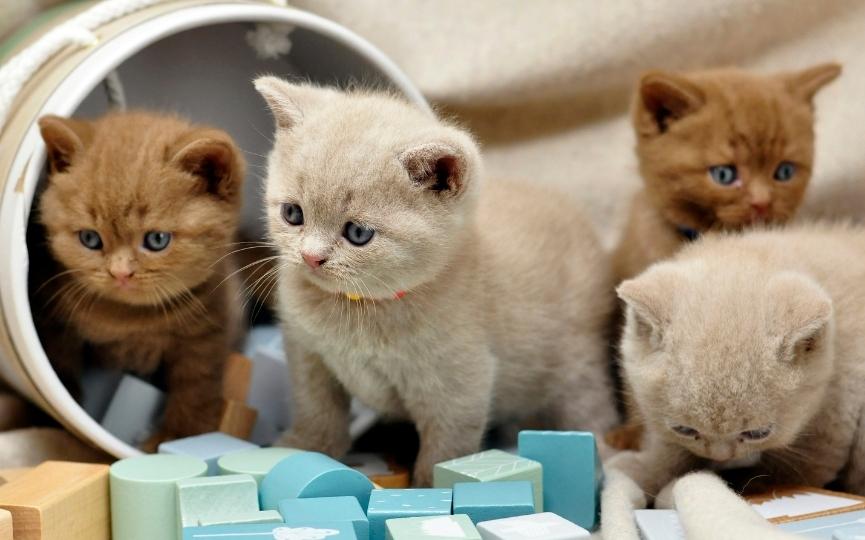 Cuáles son los días del Gato
