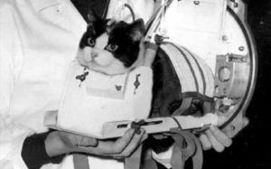 felicette gata espacio