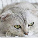 los gatos con mantos claros, como los blancos, son más propensos a sufrir carcinoma