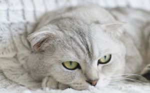 los gatos con mantos claros, como los blancos, son más propensos a sufrir carcinoma