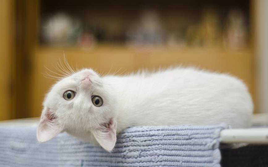 Gato blanco con carcinoma gatos