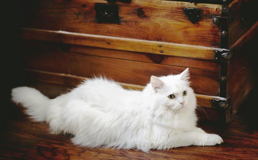 Gato blanco con carcinoma de células escamosas