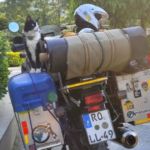 Motomogli