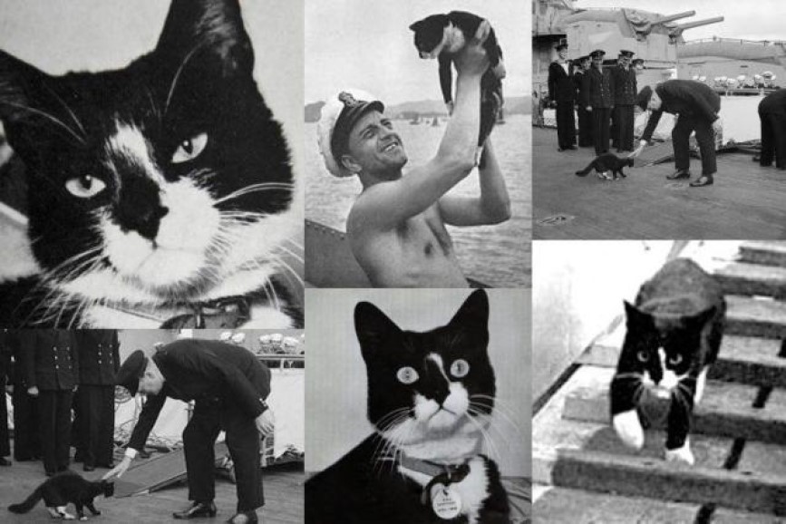 Sam el gato que sobrevivió a tres naufragios