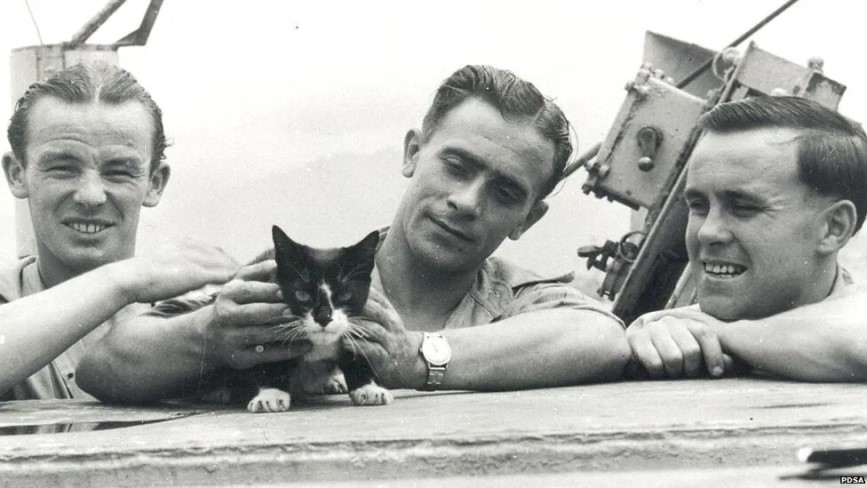 El gato Sam héroe de guerra