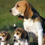 cachorros Beagle rescatados