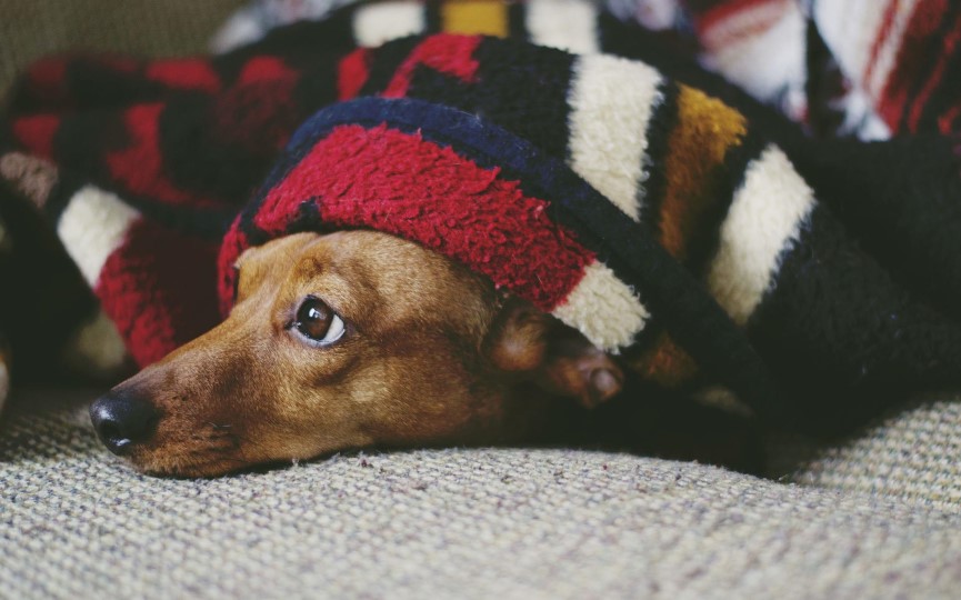 desensibilización de un perro