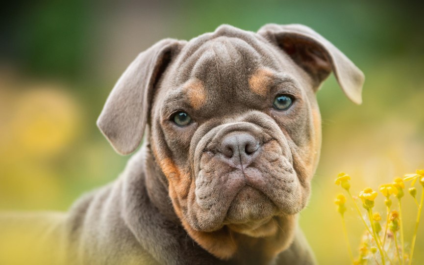 desensibilización en perros