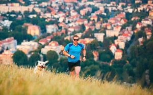 lesiones habituales en perros que practican deporte