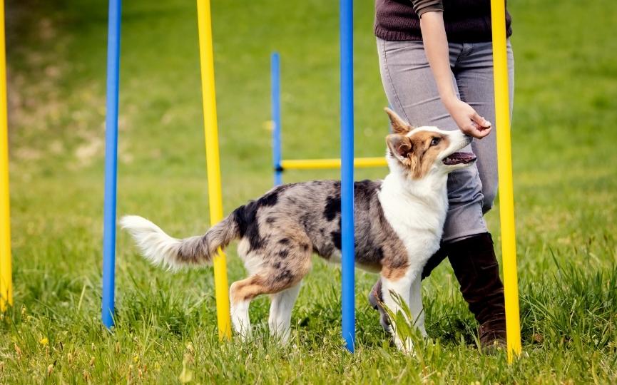 lesiones en perros que hacen deporte