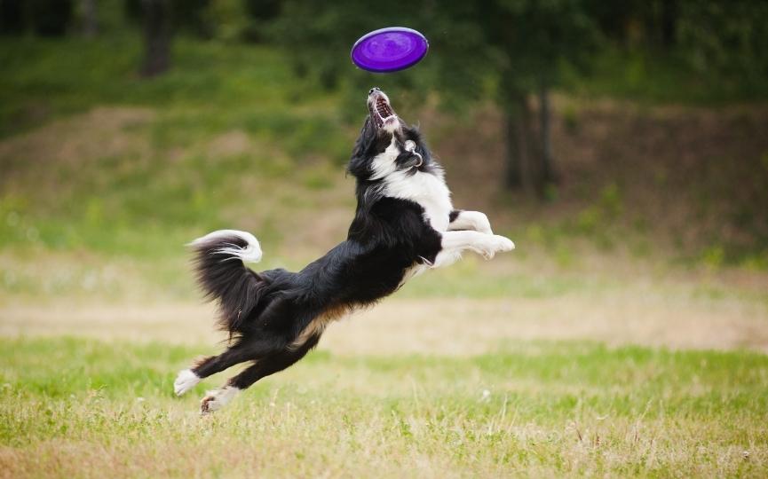 lesiones en perros deportistas