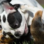 perro pelea con perro