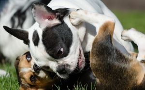 perro pelea con perro