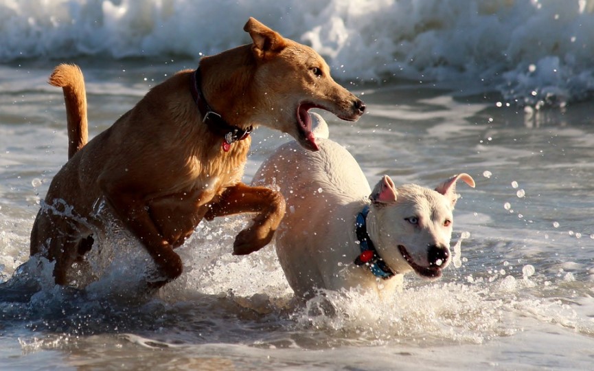 perro se pelea con otro perro
