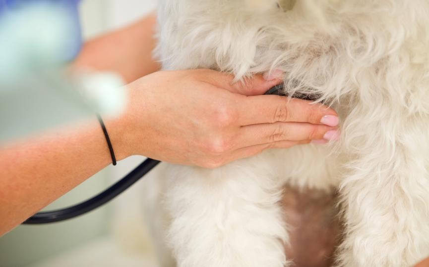 soplo cardiaco en perros