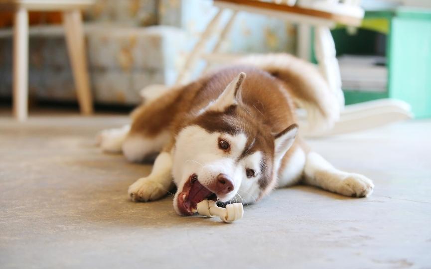 Cómo se intoxica un perro