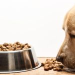 intoxicación en perros