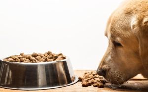 intoxicación en perros