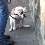 sangre en las heces de un perro