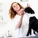 suplementos nutricionales para perros