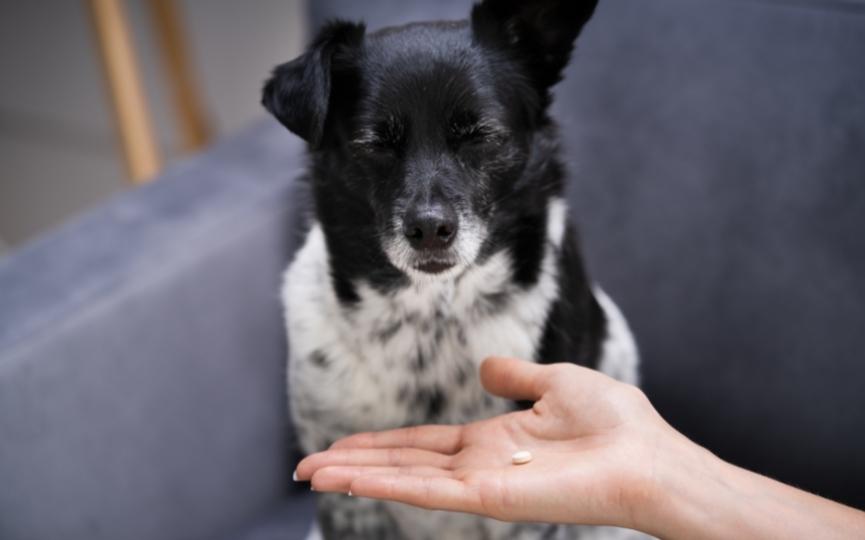 suplementos nutricionales para un perro