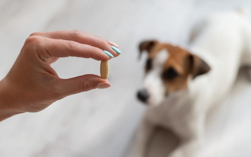 suplemento nutricional para perro