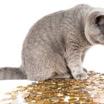 ahorrar en gastos de un gato