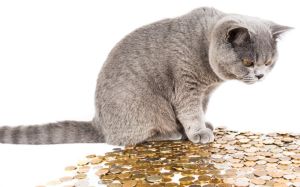 ahorrar en gastos de un gato