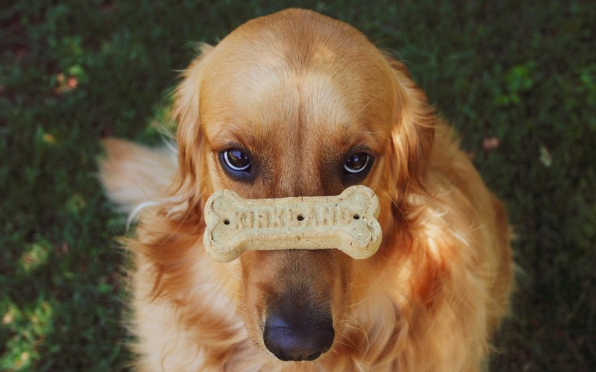 ahorrar en gastos de un perro
