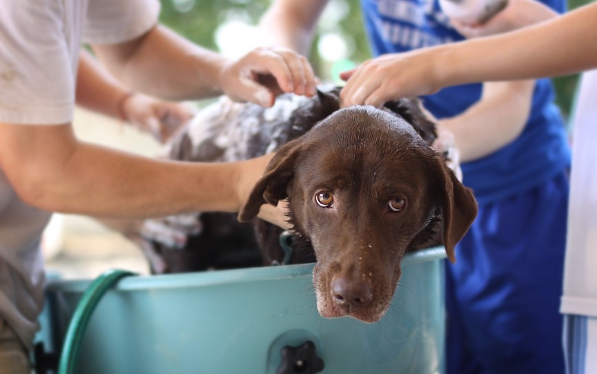 cada cuánto tiempo puedo bañar a un perro