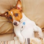 cómo bajarle la fiebre a un perro