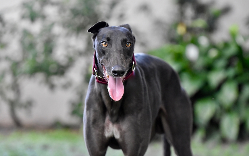 El galgo es de los perros más saludables
