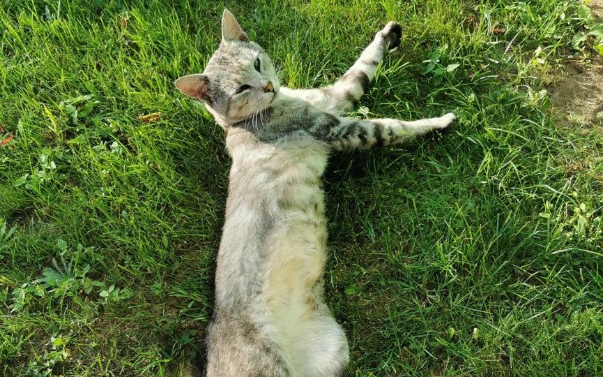 gato con bajo peso