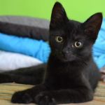 gato Bombay