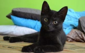 gato Bombay