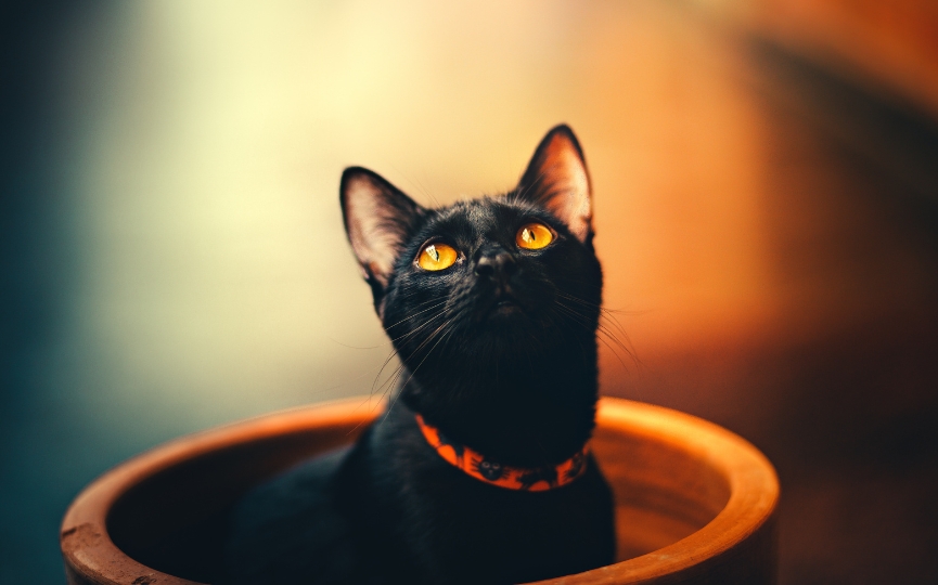 Ojos de un gato Bombay