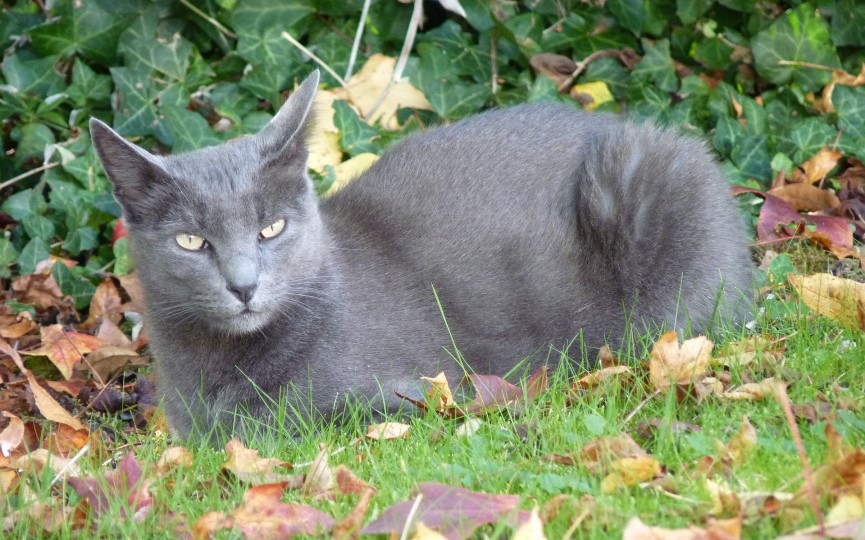 gato Korat