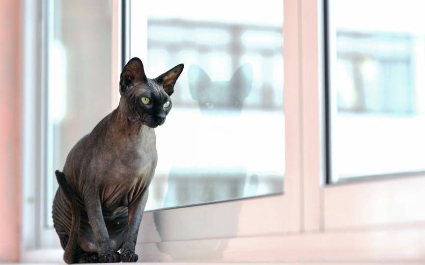 peso de un gato