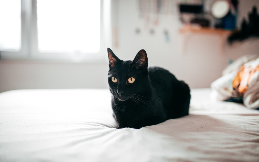 gatos con ojos amarillos
