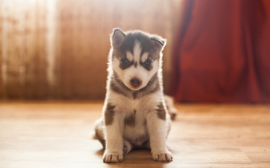 Husky siberiano de los perros más resistentes