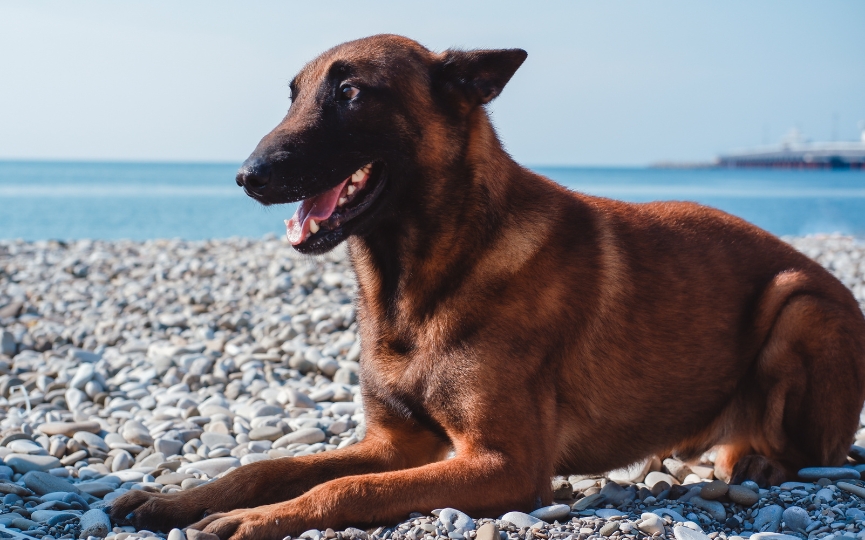 pastor belga malinois perro con pocos problemas de salud