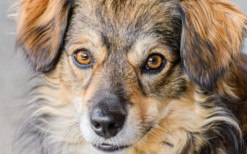 perro mestizo con menos problemas de salud