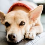 perro más saludable
